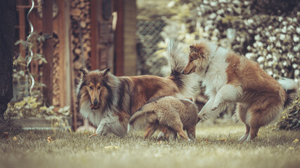 Portrait 3 rough Collies adult, Junghund und Welpe Var. 11