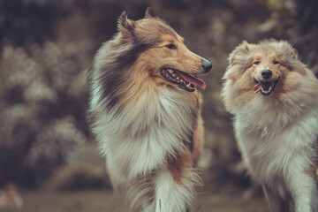 Portrait 2 rough Collies Langhaar schottisch erwachsen und Welpe Var. 24