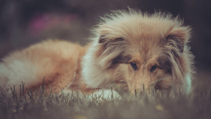 Portrait rough Collie sable Junghund Welpe britisch Var. 5