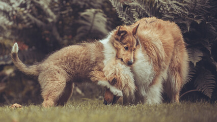 2 rough Collies britisch und amerikanisch sable Welpe und Junghund spielen zusammen Var. 7