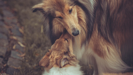 Portrait 2 rough Collies erwachsen und Welpe Var. 20 © Renee Heetfeld