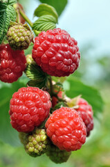  close-up of ripening organic raspberry branch in the garden at summer day