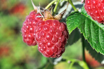  close-up of ripening organic raspberry branch in the garden at summer day