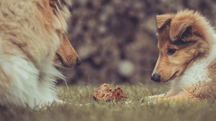 2 rough Collies britisch und amerikanisch sable Welpe und Junghund spielen zusammen Var. 2