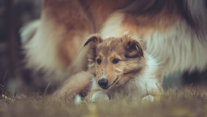 Portrait rough Collie Welpe  amerikanisch 9 Wochen alt outdoor Var. 2