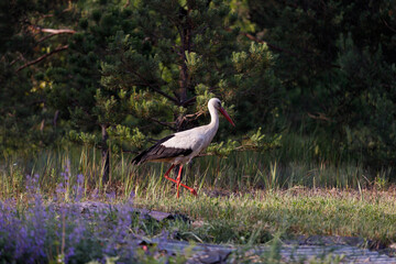 stork walks in the field