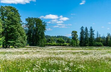 Valley Roadside Wildflowers 10