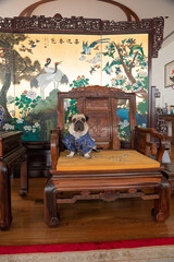 Chinese dog ori pei mixed breed pug shar pei lap dog calm