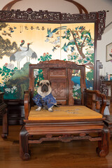 Chinese dog ori pei mixed breed pug shar pei lap dog calm