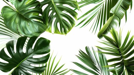 Minimalist summer banner with tropical leaves on white background, clean and fresh design.
