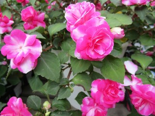 Fototapeta premium ピンクの八重咲きインパチェンスの花のアップ