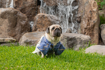 Chinese dog ori pei mixed breed pug shar pei lap dog calm