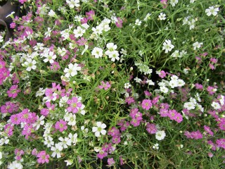 ピンクと白のカスミソウの花のアップ