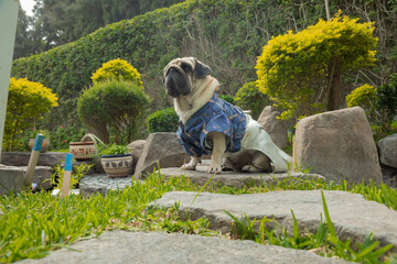 Chinese dog ori pei mixed breed pug shar pei lap dog calm