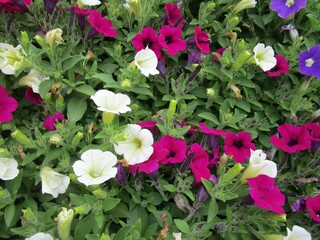 ピンクと白のサフィニアの花のアップ