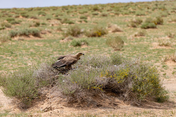 Steppe eagle guarding its nest in the Mongolian steppe.