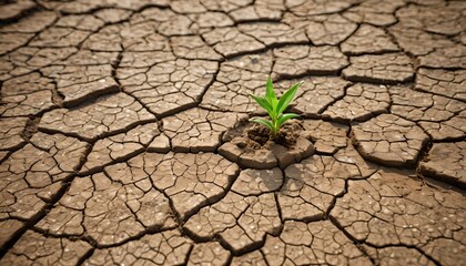 Concetto di cambiamento climatico e desertificazione, riscaldamento globale, resilienza di giovane piantina che cresce in un suolo secco ed arido