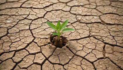 Concetto di cambiamento climatico e desertificazione, riscaldamento globale, resilienza di giovane piantina che cresce in un suolo secco ed arido