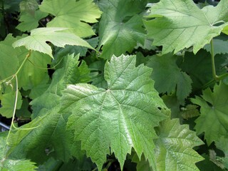 ブドウの若葉のアップ