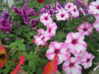 カラフルなペチュニアの花のアップ