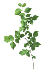An isolated branch of an elm tree (Ulmus) grows on transparent background