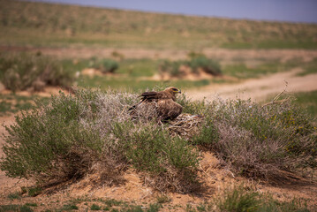 Steppe eagle guarding its nest in the Mongolian steppe.