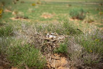 Chicks of a steppe eagle in Mongolia, just a few steps from the road