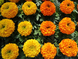 マリーゴールドの花のアップ