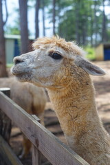 Alpaca