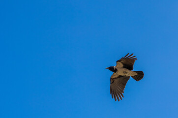 a bird flying in the open blue sky