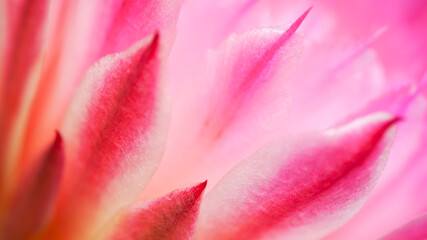 Macro Close-up of Coryphantha Elephantidens Cactus Pink Flower for Backgrounds, Copy Space, and Graphic Design
