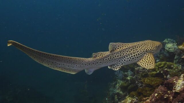 Leopard Shark swimming with yellow snapper fish
