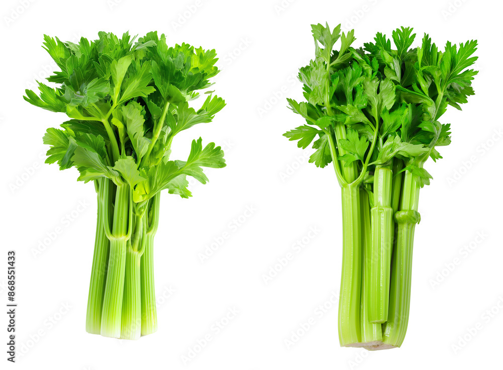 Poster celery leaves collection isolated on transparent background