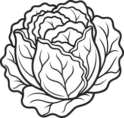 Lettuce Vegetable Vector for Coloring Pages for Kids