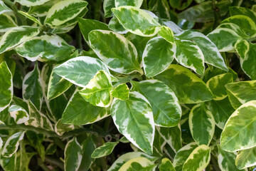Euphorbia tithymaloides plant leaves background. It is also known as Devil's backbone, Patabahar,...