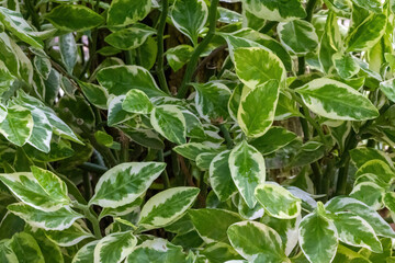 Euphorbia tithymaloides (Devil's backbone) plant leaves background.