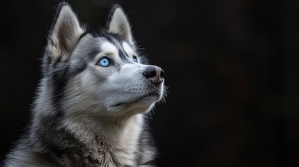 Obraz premium Siberian Husky with piercing blue eyes gazing upwards against a dark background. Generated AI.