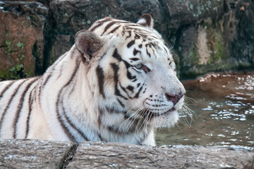 A White Tiger, Resting in Cool Water in Natural Habitat