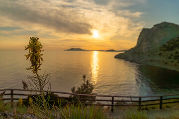 Fototapeta premium A small plant is growing by the ocean. The sky is a mix of blue and orange, with the sun setting in the background. Scene is peaceful and serene, with the plant.