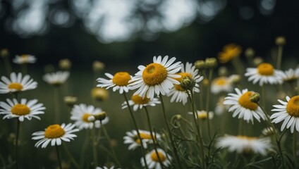 A field of daisy flowers under a serene sky, basking in gentle sunlight, symbolizing natural beauty and tranquility.