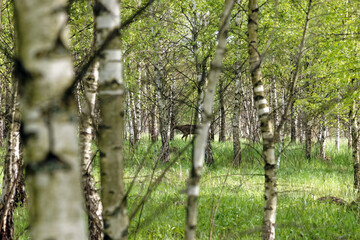 Fototapeta premium Deer walking in a birch forest in spring
