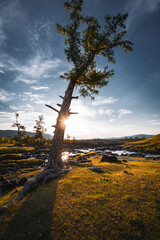 Tree in Orkhon valley, blue sky and vast landscape