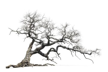 A single bare tree branch without leaves against a plain white background, perfect for minimalist designs or symbolizing change and transformation