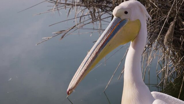 Great white pelican (Pelecanus onocrotalus) looking around and walking on a lake shore, spreading wings, slow motion