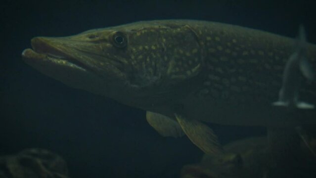 Large northern pikes (Esox lucius) hovering in deep dark water with smaller fish, mostly bream around, close-up