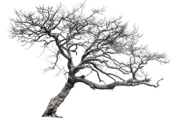 Fototapeta premium A minimalist photo of a bare tree's silhouette against a contrasting background, perfect for use in designs or illustrations where simplicity is key