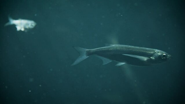 Ziege or sabrefish (Pelecus cultratus), rare footage of this fish underwater with common rudd (Scardinius erythrophthalmus) and Prussian carp (Carassius gibelio)