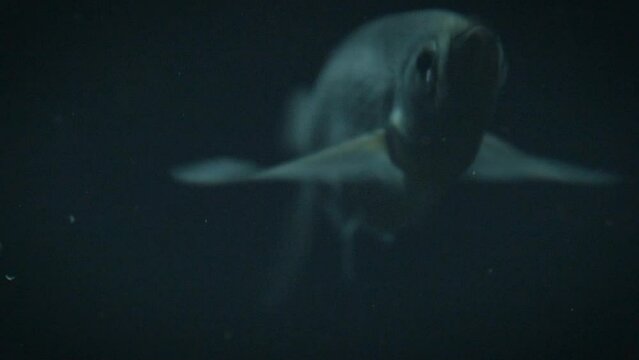 Ziege or sabrefish (Pelecus cultratus), very rare footage of this fish in slow motion underwater