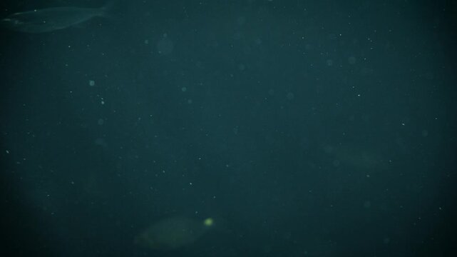 Light rays and particles underwater with sabrefish (Pelecus cultratus) and common rudd (Scardinius erythrophthalmus)