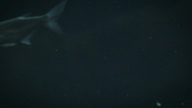 Ziege or sabrefish (Pelecus cultratus), rare footage of this fish in slow motion underwater